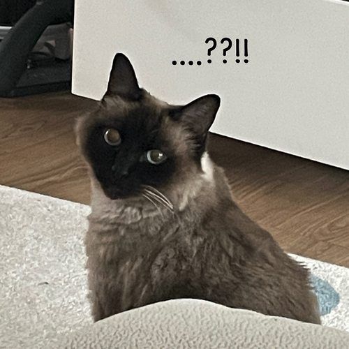 올리브영 테크 블로그 작성 한 끼의 점심이 협업 문화를 만든다면?