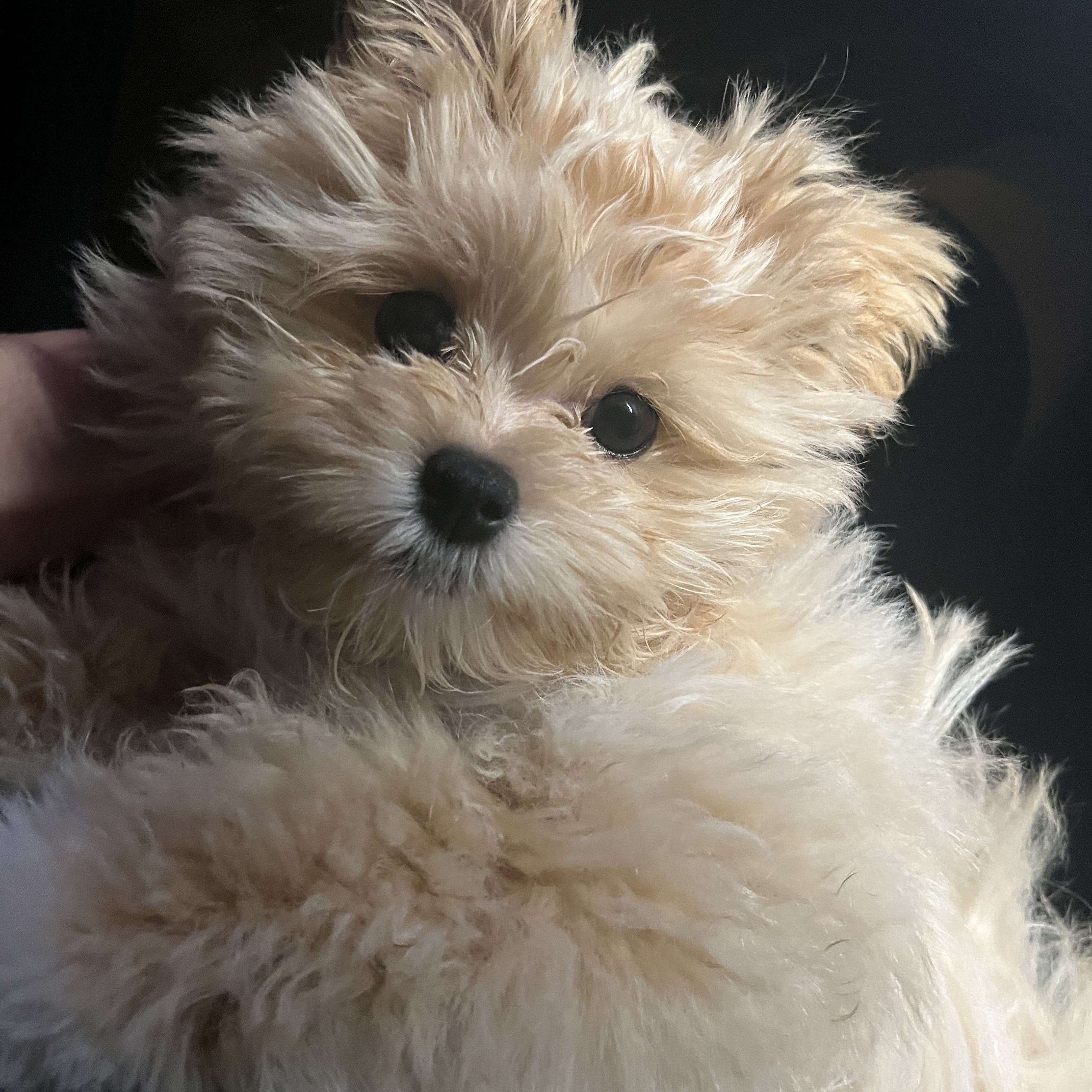 올리브영 테크 블로그 작성 하이브리드 앱에 구축하는 iOS 개발자모드